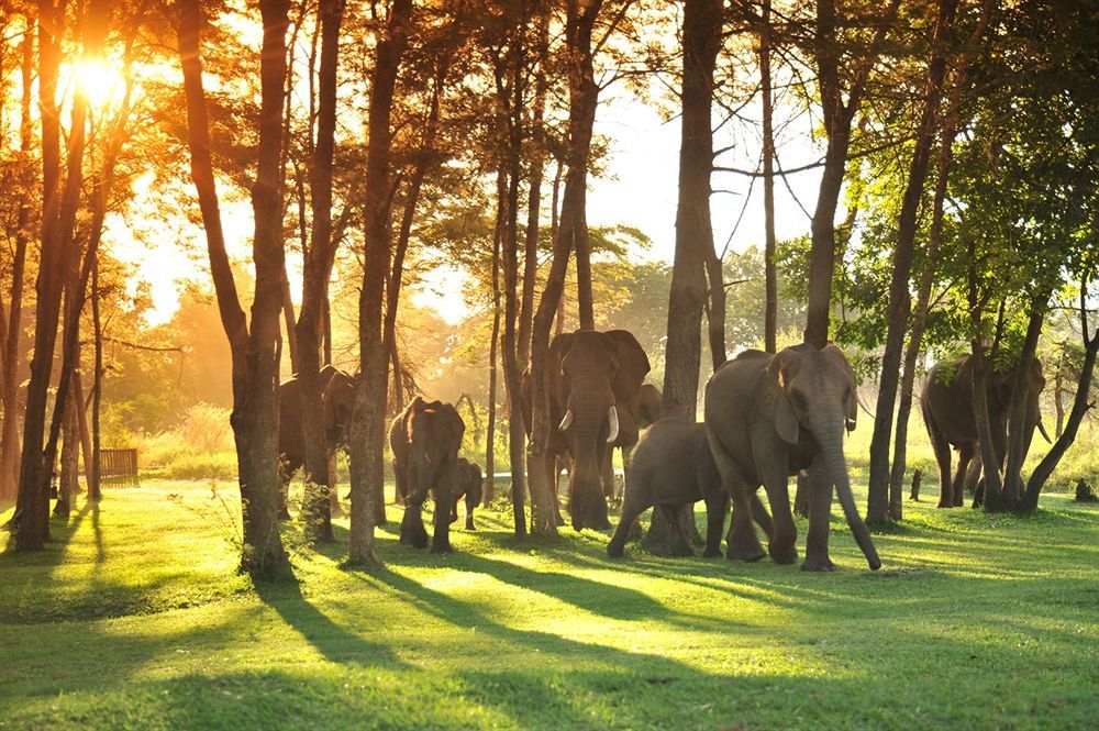 Three Cities Thorntree River Lodge Livingstone Bagian luar foto